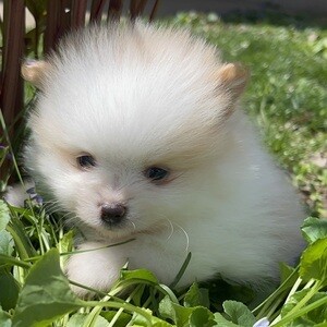 ToyPom puppies | PostAds PH