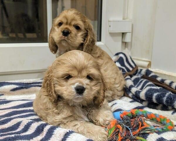 Puppies Cocker Spaniel for sale