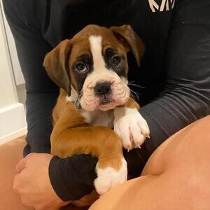 Absolutely Stunning Boxer Puppies | PostAds PH