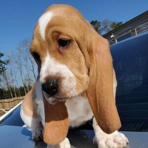 Amazing Basset hound puppies | PostAds PH
