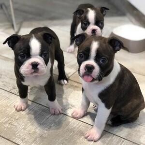 Boston Terrier Puppies, | PostAds PH