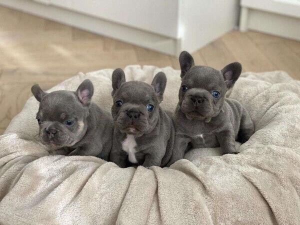 Beautiful French Bulldog puppies are available for sale. Vaccinated