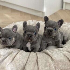 Beautiful French Bulldog puppies are available for sale. Vaccinated | PostAds PH