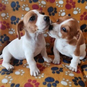 Purebred minature pedigree jack Russell puppies | PostAds PH