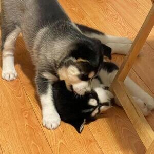 10 weeks old siberian husky puppies ready to meet new home | PostAds PH