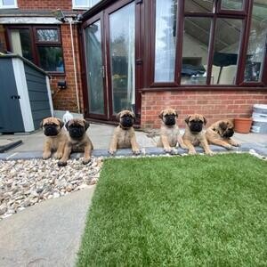 Pure bred Bullmastiff puppies for sale. | PostAds PH
