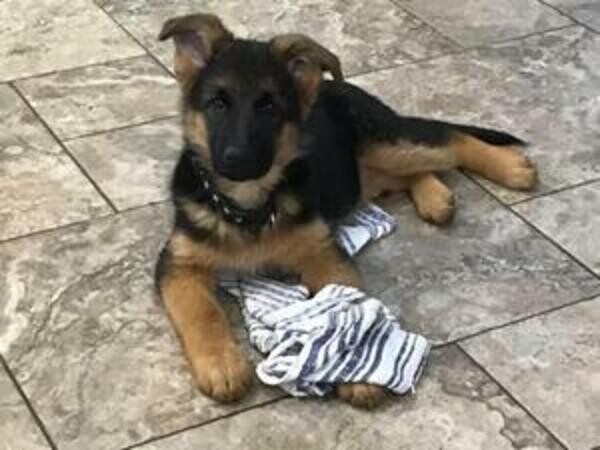 Top European German Shepherd pups