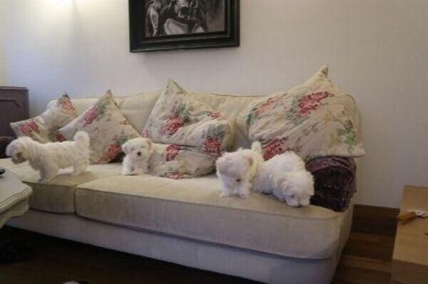 Young Maltese puppies