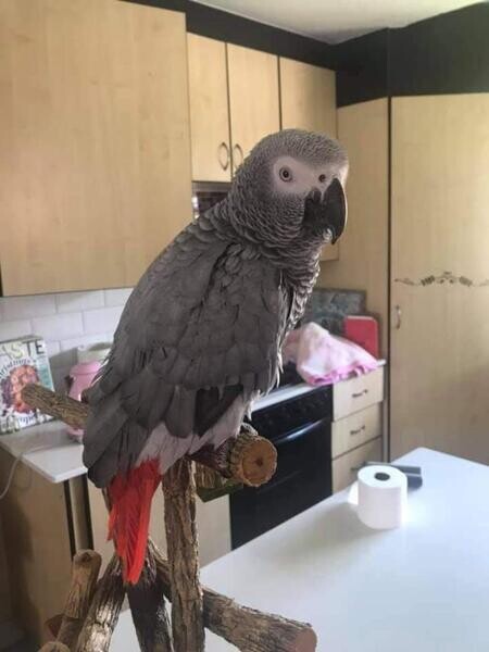 African gray Birds