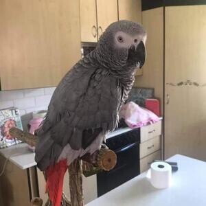 African gray Birds | PostAds PH