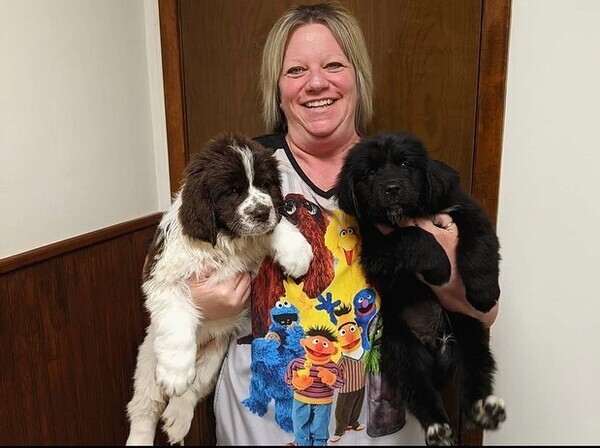  trained Newfoundland puppies