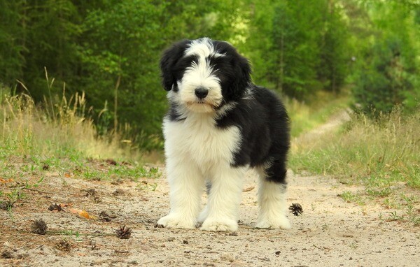  Bearded Collie Puppies   WhatsApp : +351 922 210 181