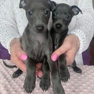Italian Greyhound puppies WhatsApp : +351 922 210 181 | PostAds PH