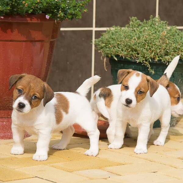  Jack Russell Terrier Puppies   WhatsApp  : +351 922 210 181