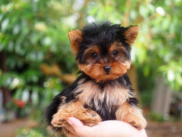  Yorkie Puppies   WhatsApp  : +351 922 210 181