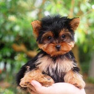 Yorkie Puppies WhatsApp : +351 922 210 181 | PostAds PH