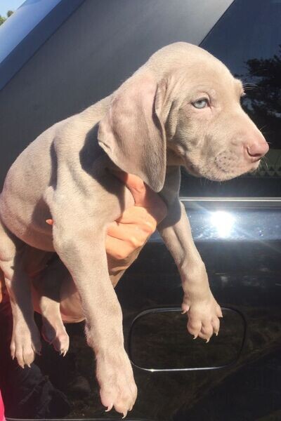 Weimaraner Puppies     WhatsApp  : +351 922 210 181