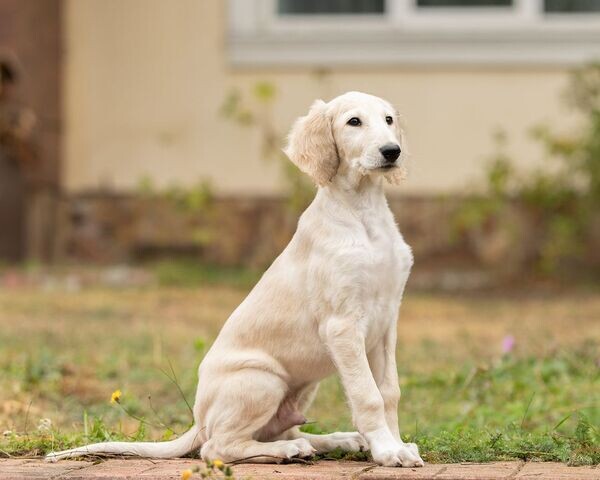  Saluki Puppies available    WhatsApp  : +351 922 210 181
