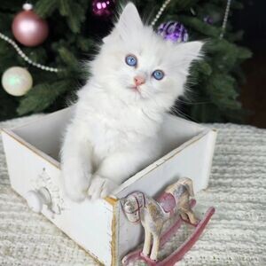 Ragdoll kittens for adoption WhatsApp : +351 922 210 181 | PostAds PH