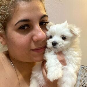 Maltese Puppies WhatsApp : +351 922 210 181 | PostAds PH