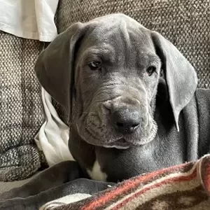Great Dane Puppies for Adoption WhatsApp : +351 922 210 181 | PostAds PH