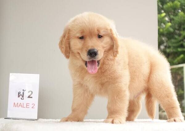  Golden Retriever Puppies    WhatsApp  : +351 922 210 181