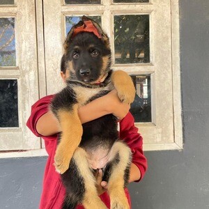 German Shepherd Puppies WhatsApp : +351 922 210 181 | PostAds PH