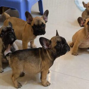 French Bulldog Puppies WhatsApp : +351 922 210 181 | PostAds PH