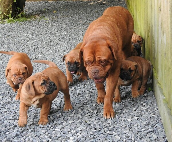   Dogue De Bordeaux Puppies    WhatsApp  : +351 922 210 181