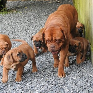 Dogue De Bordeaux Puppies WhatsApp : +351 922 210 181 | PostAds PH