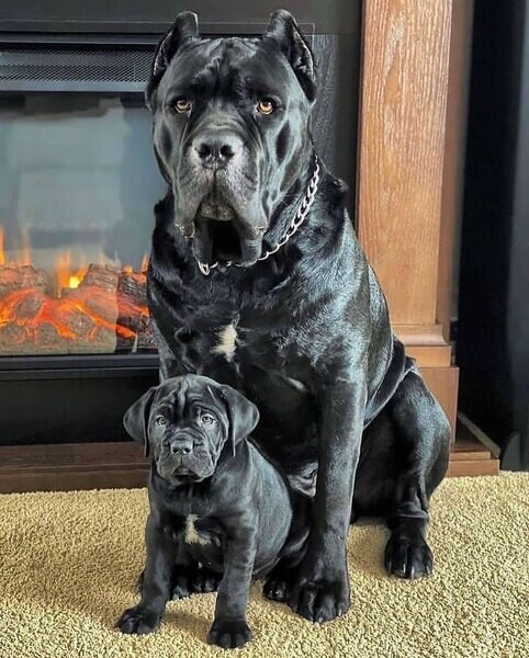  Cane Corso puppies   WhatsApp   : +351 922 210 181