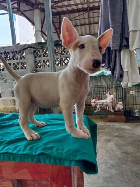  Bull terrier Puppies    WhatsApp me : +351 922 210 181