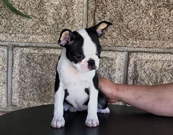  Boston Terrier Puppies   WhatsApp  : +351 922 210 181
