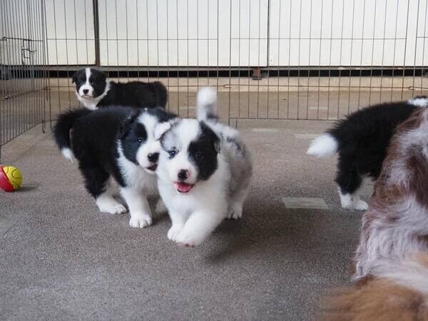   Border Collie pups    WhatsApp  : +351 922 210 181