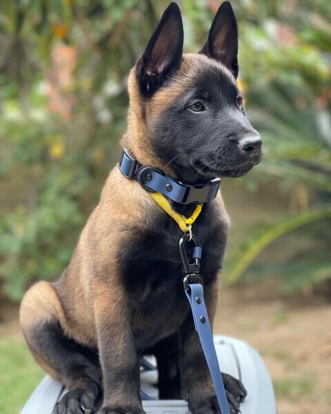   Belgian malinois    WhatsApp   : +351 922 210 181