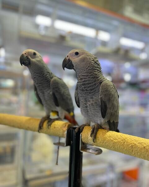  Talking African Grey Parrots   WhatsApp  : +351 922 210 181