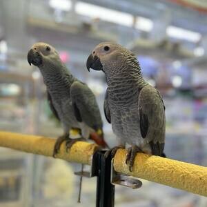 Talking African Grey Parrots WhatsApp : +351 922 210 181 | PostAds PH