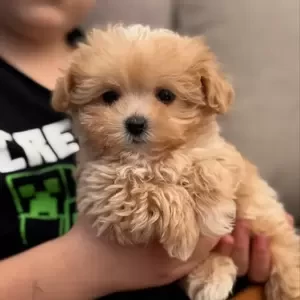 Maltipoo Puppies WhatsApp : +351 922 210 181 | PostAds PH