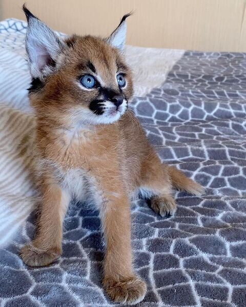   Caracal Kittens    WhatsApp  : +351 922 210 181