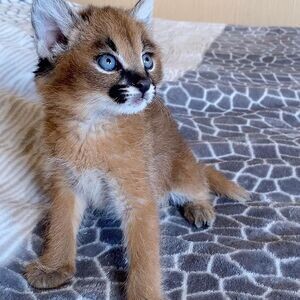 Caracal Kittens WhatsApp : +351 922 210 181 | PostAds PH