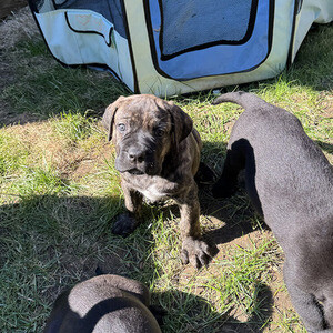 Gorgeous Cane Corso Puppies!! | PostAds PH