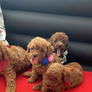 Gorgeous Toy poodle puppies | PostAds PH