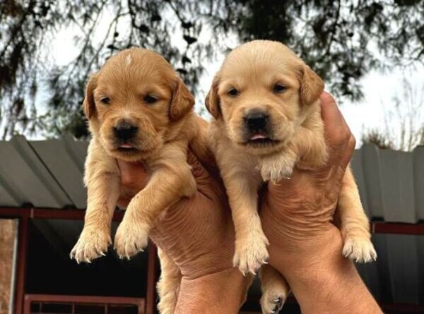 READY NOW Golden Retriever pups