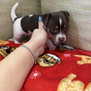 Jack Russell Puppies FOR SALE | PostAds PH
