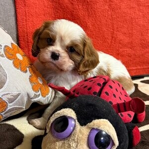 Beautiful Cavalier King Charles puppies | PostAds PH