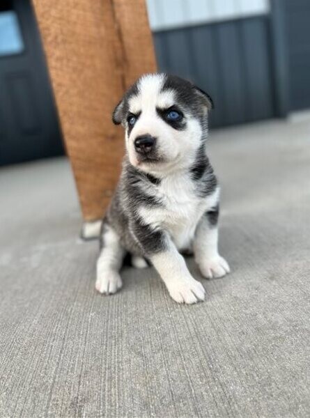 Siberian husky pups