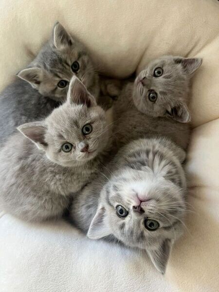 Stunning British Shorthair Kittens,.