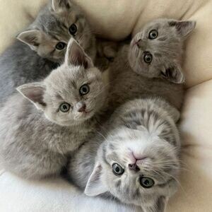 Stunning British Shorthair Kittens,. | PostAds PH