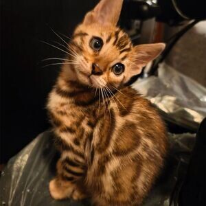 I have silver full Bengal kittens for sale, , | PostAds PH