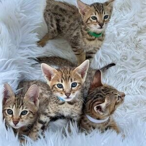Savannah kittens | PostAds PH